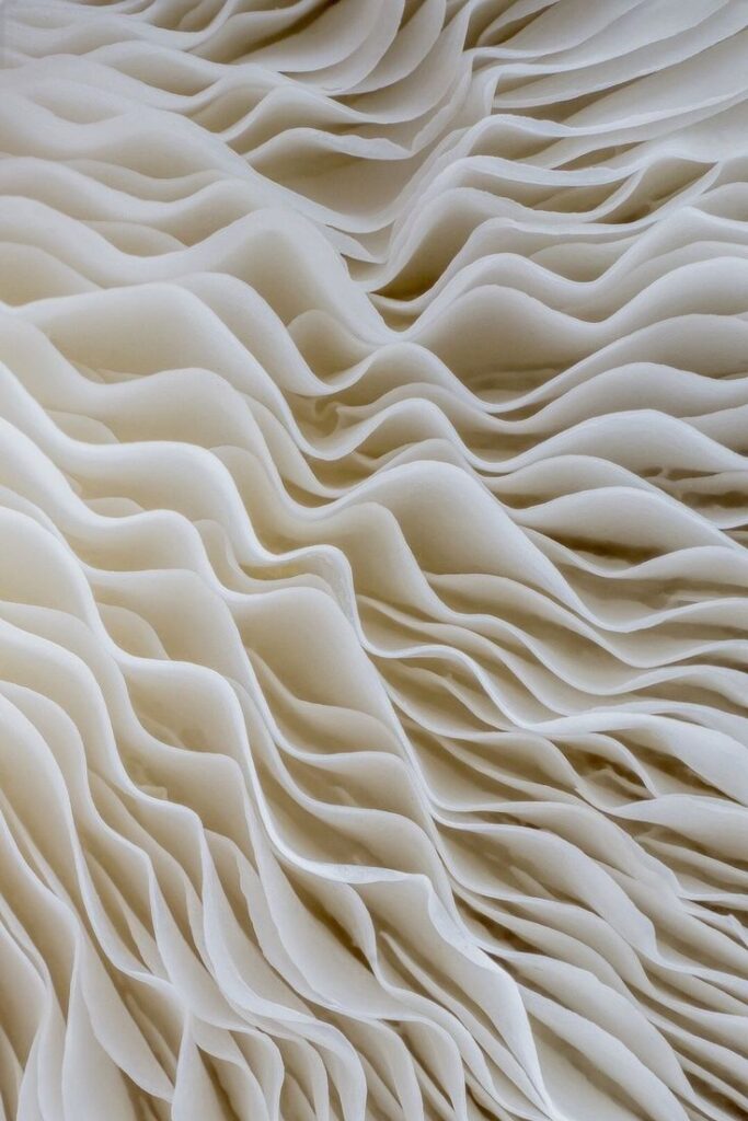 medicina capilar las palmas